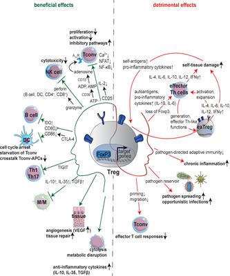 Frontiers | Crosstalk Of Microorganisms And Immune Responses In ...